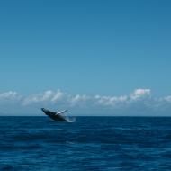 Punta Cana Ausflüge Walsprung